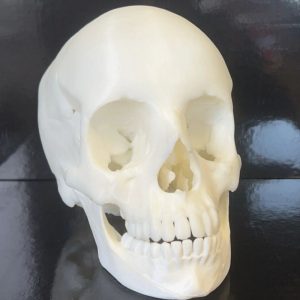 Life Sized 3d Printed Skull