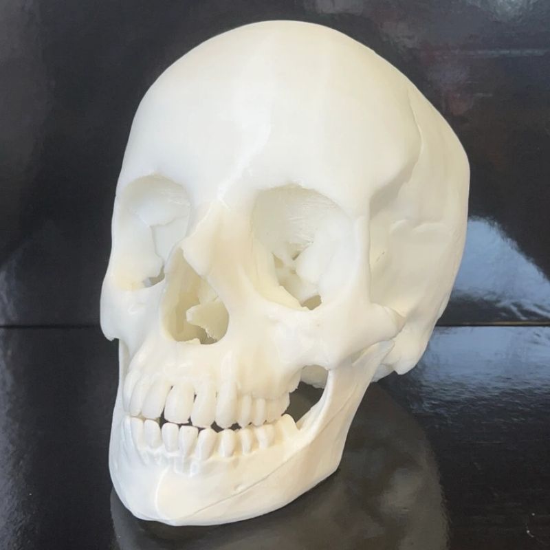 Life Sized 3d Printed Skull (2)